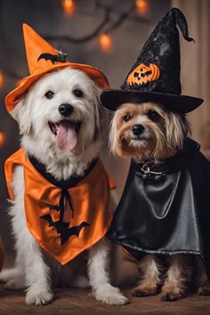 two dogs dressed up in halloween costumes and pumpkin hats, standing next to each other