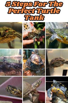 turtles in their tank with the words 5 steps for the perfect turtle tank on top