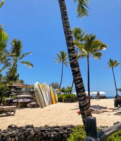 surfboards are lined up on the beach near palm trees