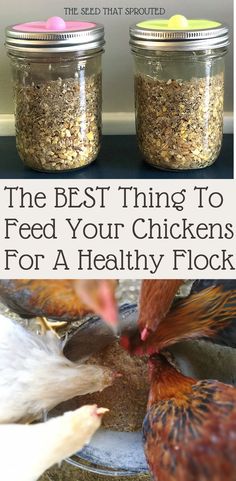 the best thing to feed your chickens for a healthy flock is that they are in jars