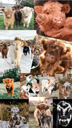 many different pictures of cows and calves in the field with their faces painted white, brown, and black