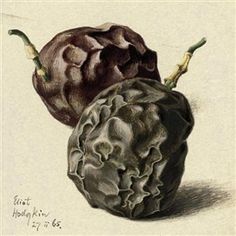 two artichokes are shown in an antique style illustration, one is black and the other is brown