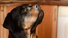 a black and brown dog is looking up at something