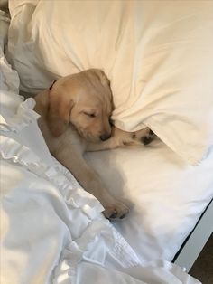 a dog is sleeping in the bed with white sheets