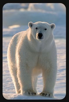 a polar bear is standing in the snow