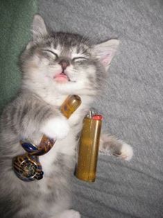 a grey and white cat laying on top of a couch next to an empty bottle