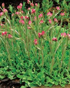 some pink flowers are growing out of the ground