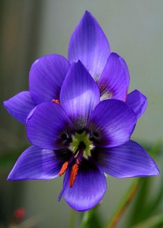 a purple flower with green leaves in the background