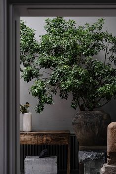 a potted plant sitting on top of a wooden table next to two vases