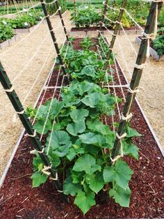 a garden with many plants growing in it