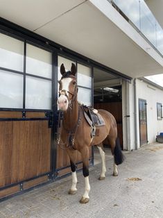 a brown horse standing in front of a wooden building with glass doors and windows on both sides