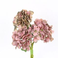 pink flowers in a vase on a white background