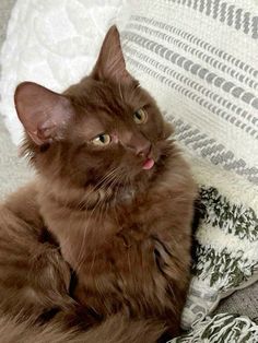 a brown cat laying on top of a bed