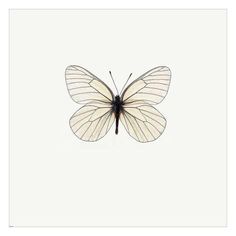 a white butterfly with black wings flying through the air