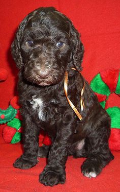 a small black dog sitting on top of a red couch