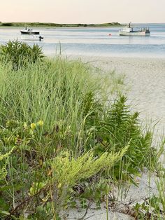 there are boats out on the water in the distance, and some plants growing along the shore