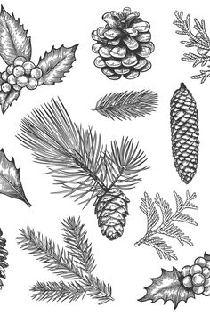 pine cones, holly leaves and berries are drawn by hand in black ink on white paper