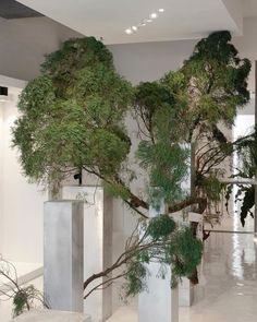 three tall white vases filled with trees in a room next to each other on the floor