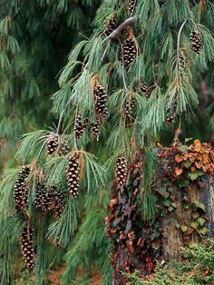 pine cones hanging from the branches of a tree