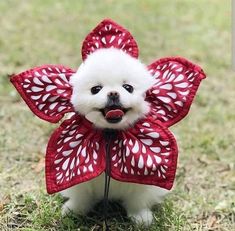 a small white dog wearing a red and white flower