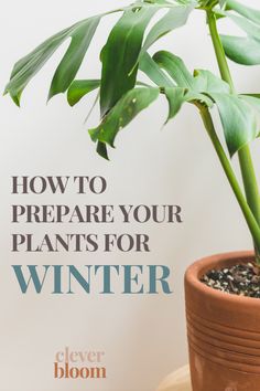 a potted plant with the words how to prepare your plants for winter on it