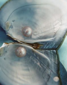 two oyster shells with pearls on them