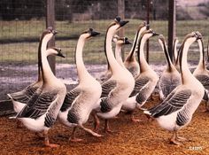 there are many geese walking together in the pen