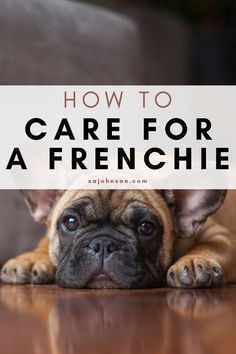 a brown dog laying on top of a wooden floor with the words how to care for a frenchie