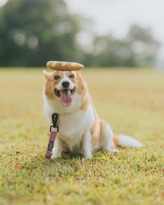 A dog wearing a baguette-shaped hat and a pink leash from the RuffHaus NYC Sprinkle Me collection, sitting in a grassy field. Backgrounds Matching, Creative Photo Ideas, Themed Costumes, Action Shots, Dog Modeling