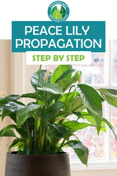 a potted plant sitting on top of a table with the words peace lily prepagation