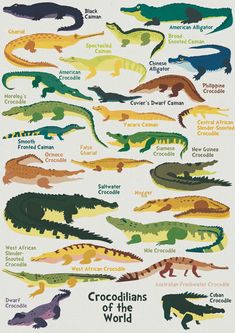 the crocodiles of the world are all different colors and sizes, but there is no image to describe