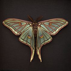 a large moth is sitting on a black surface and it's wings are open