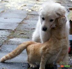 an orange and white puppy playing with another dog