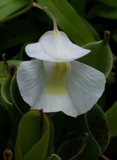 a white flower with yellow stamen on it's center surrounded by green leaves