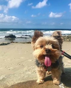 a small dog with its tongue hanging out standing on the beach next to the ocean