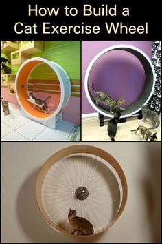 there are three pictures with cats in them and the words how to build a cat exercise wheel