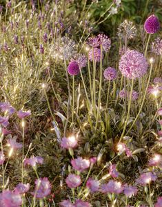 some purple flowers are in the grass and light is shining on them, while another plant has long stems with small pink flowers