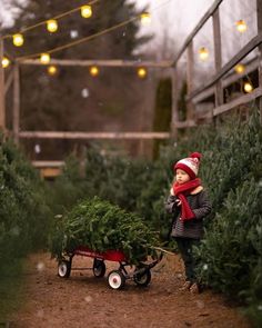 a little boy pulling a christmas tree in a wagon