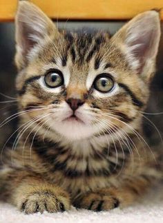 a small kitten sitting under a table looking at the camera with an intense look on its face