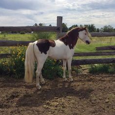 a brown and white horse standing in front of a wooden fence with yellow flowers behind it