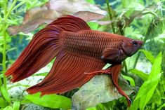 a red siamese fish in an aquarium with green plants and rocks on the bottom