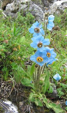 some very pretty blue flowers in the grass