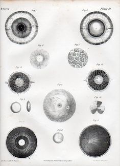 an old book with different types of eyeballs and other things in it's pages