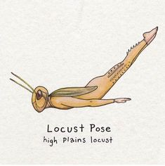 a drawing of a locus with the words locust pose high plains locust on it