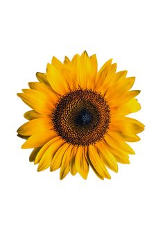 a large yellow sunflower on a white background