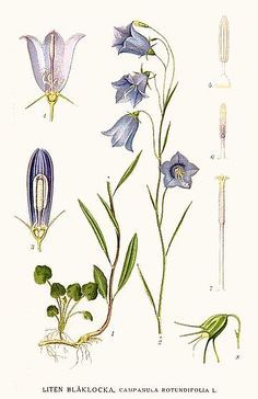 an illustration of various flowers and leaves