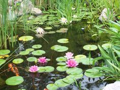 water lilies are blooming in the pond