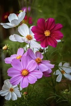 SALT AND RAINBOWS | SEEDS OF INTENTIONS COSMOS | Bohemian Love Runway Summer Flowers Garden, Very Beautiful Flowers, Cosmos Flowers, Nothing But Flowers, Beautiful Flowers Garden, Beautiful Flowers Pictures, Different Flowers, Blooming Flowers, Flower Photos