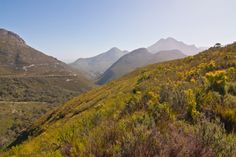 the mountains are covered in green grass and yellow flowers