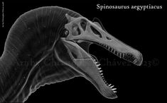 an image of a dinosaur's head with the words spinosasauruss egyptianus